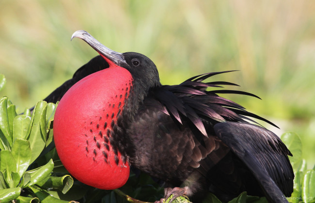 Обои картинки фото животные, фрегаты, пузырь