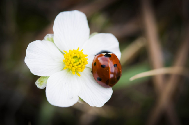 Обои картинки фото животные, божьи, коровки, цветок, жук, макро