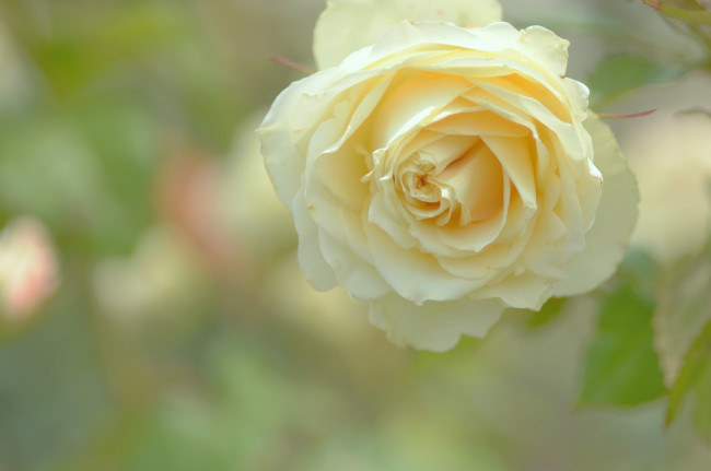 Обои картинки фото цветы, розы, кремовая