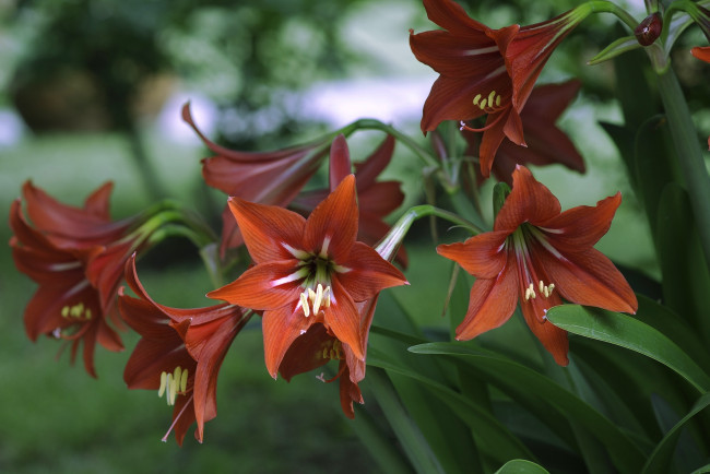 Обои картинки фото цветы, амариллисы, гиппеаструмы, красный