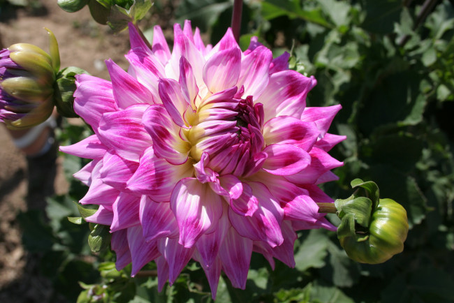 Обои картинки фото цветы, георгины, георгина