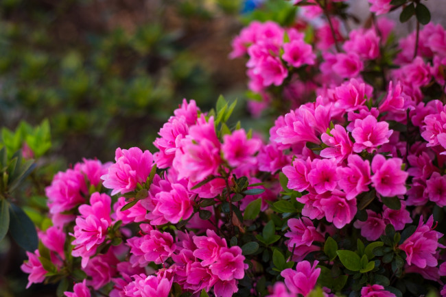 Обои картинки фото цветы, рододендроны, азалии, азалия, куст