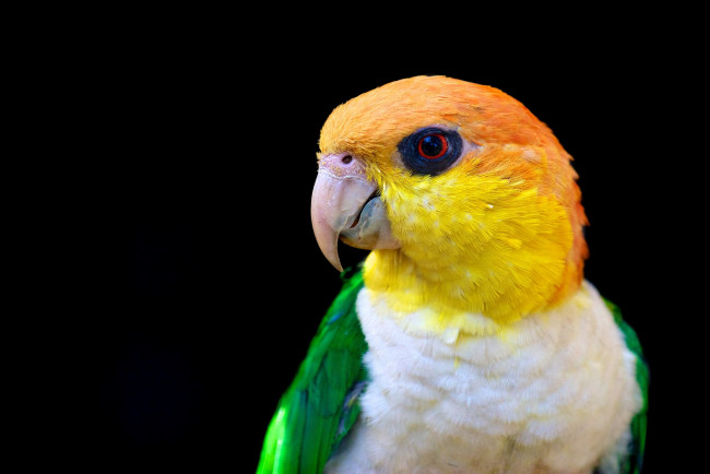 Обои картинки фото животные, попугаи, клюв