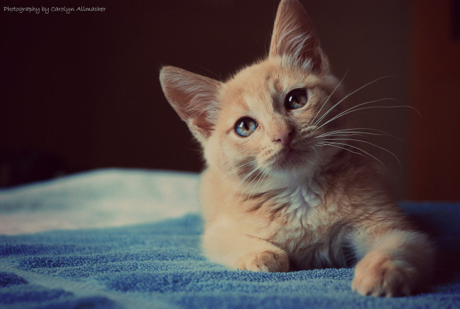 Обои картинки фото животные, коты, рыжик, взгляд