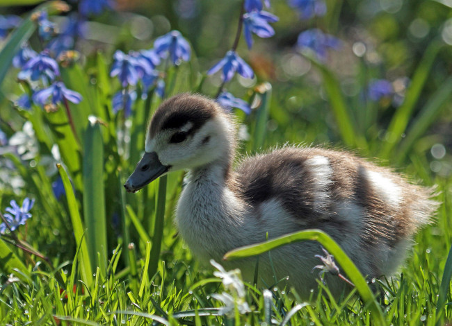 Обои картинки фото животные, утки, утёнок, птенец, цветы