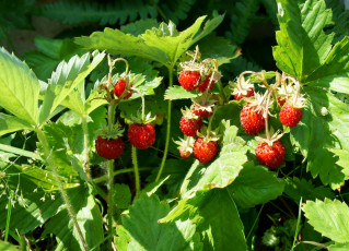 Картинка природа Ягоды земляника