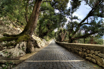 Картинка природа дороги склон дорожка парк бордюр деревья