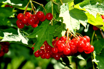 Картинка природа Ягоды +калина красный