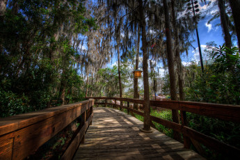 Картинка природа дороги деревья дорожка настил