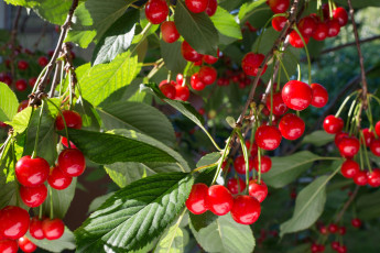 Картинка природа плоды спелая черешня листва лето дерево