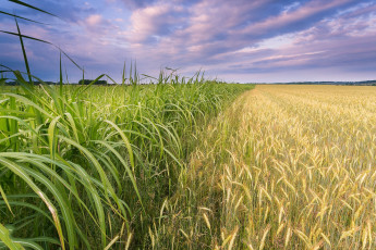 Картинка природа поля посевы поле горизонт