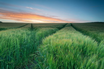 Картинка природа поля заря горизонт всходы поле