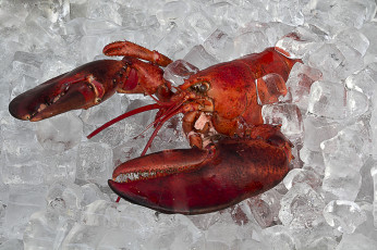 Картинка еда рыба +морепродукты +суши +роллы лангуст лед