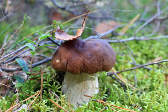 Картинка природа грибы боровик