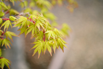 Картинка природа листья макро зеленые