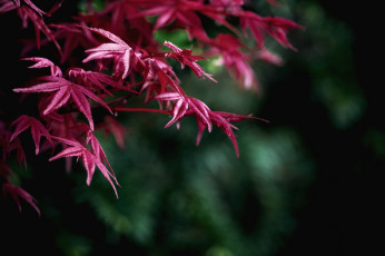 Картинка природа листья ветка красные