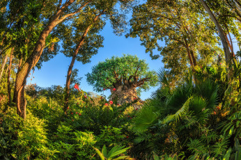 Картинка природа парк дерево