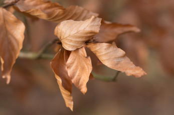 Картинка природа листья макро осень