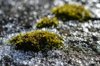 Картинка природа макро блики блеск льдинки мох лед