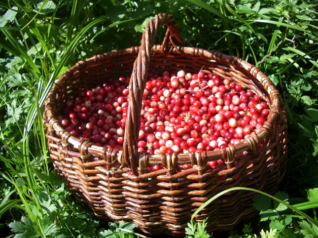 Обои картинки фото еда, клюква, корзина