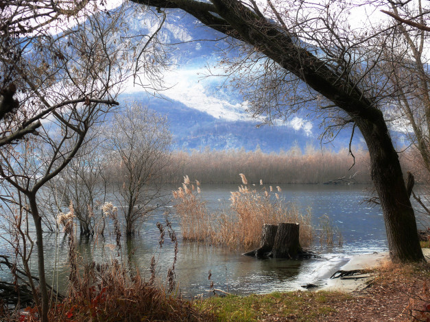 Обои картинки фото природа, пейзажи, дерево, камыш, река, горы, осень