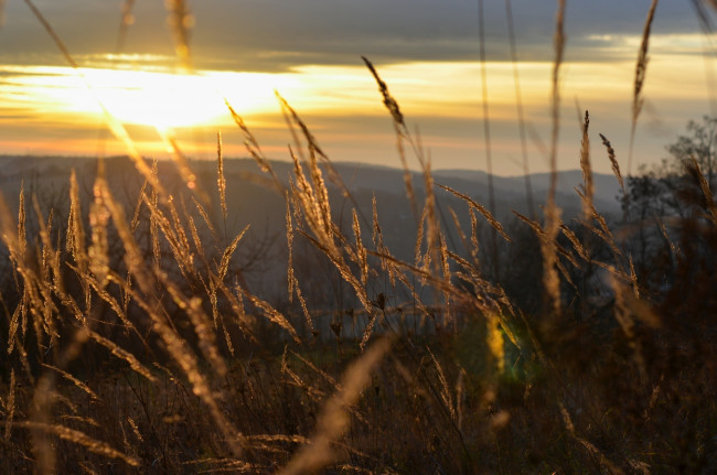 Обои картинки фото природа, макро, колоски, солнце, свет