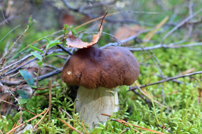 Обои картинки фото природа, грибы, боровик