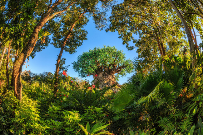 Обои картинки фото природа, парк, дерево