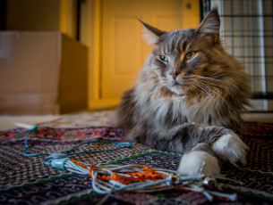 Картинка животные коты котяра