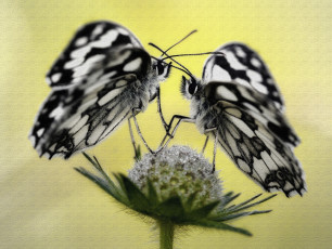 Картинка животные бабочки +мотыльки +моли макро усики крылья обработка травинка цветок