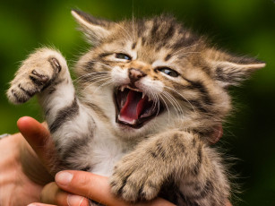 Картинка животные коты котенок