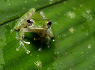 Картинка животные лягушки макро лягушка лист