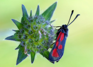 Картинка животные бабочки +мотыльки +моли бабочка макро усики травинка цветы фон
