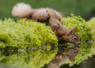 Картинка животные белки мох отражение вода жажда рыжая белка