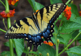Картинка животные бабочки +мотыльки +моли бабочка