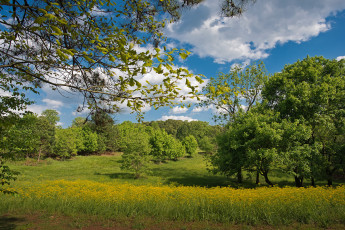 Картинка природа деревья цветы трава опушка лес