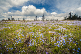Картинка природа луга трава поле цветы