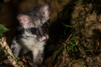 Картинка животные -+другое нос взгляд зверёк