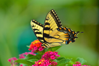 Картинка животные бабочки +мотыльки +моли бабочка