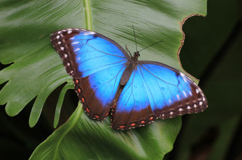 Картинка животные бабочки +мотыльки +моли бабочка