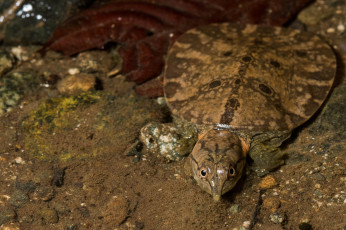 Картинка животные Черепахи вода лужа черепаха