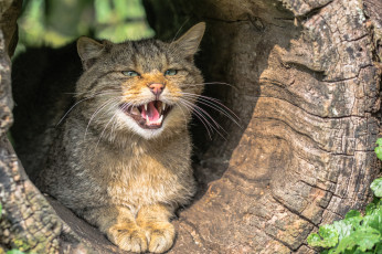 Картинка животные коты котята