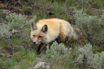 Картинка животные лисы лисичка