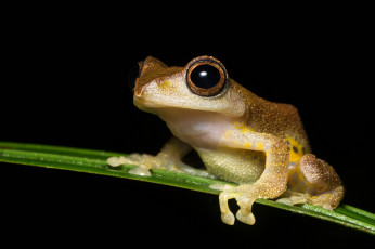 Картинка животные лягушки лягушка лист макро