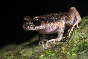 Картинка животные лягушки лягушка лист макро