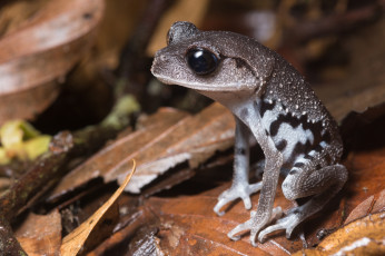 Картинка животные лягушки лягушка осень листья макро