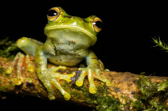 Картинка животные лягушки лягушка сырость макро