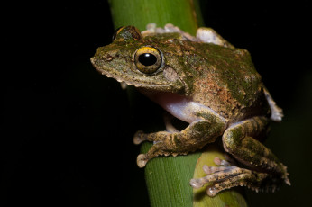 Картинка животные лягушки макро лягушка глаза