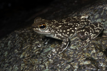 Картинка животные лягушки ночь сырость лягушка макро