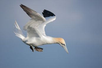 Картинка животные олуши олуш